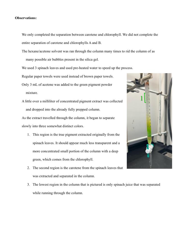 Observation page from Sarah's chromatography report with a photograph of separated spinach pigments in a column